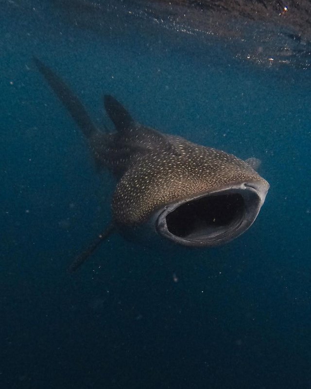 Whale Shark Season Special — October to March